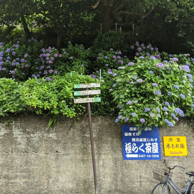 極楽寺 紫陽花
