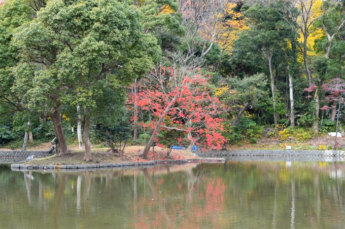 紅葉の平家池