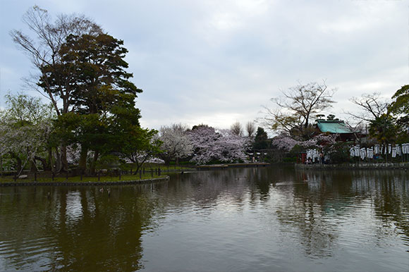 鶴岡八幡宮 桜