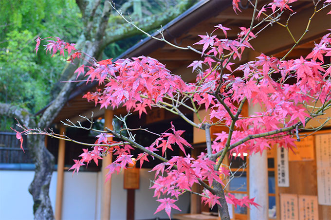 鎌倉 竹林 報国寺の竹の庭の入り口の紅葉