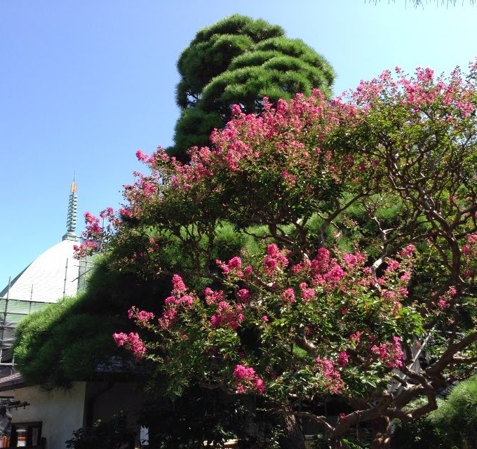 夏の本覚寺 サルスベリ