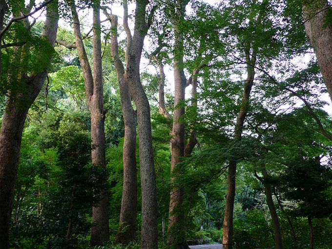 鎌倉宮 楠木の森
