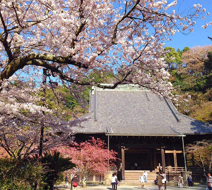 桜と海棠（カイドウ）と妙本寺
