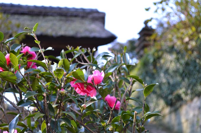 紅葉の長寿寺の門前