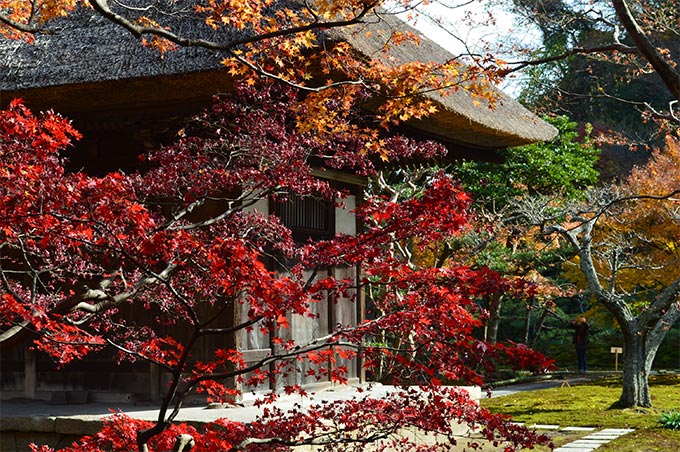 紅葉の長寿寺の観音堂
