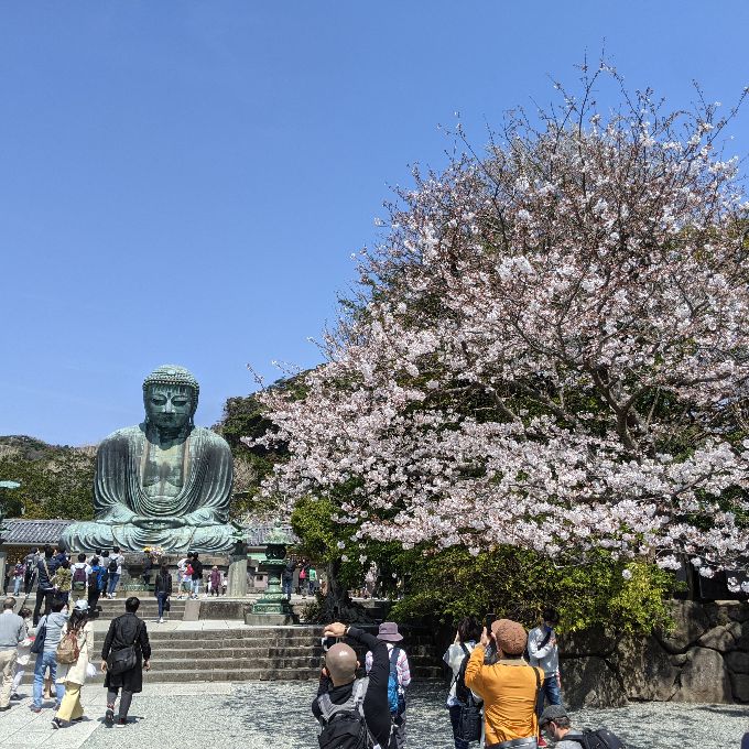 満開の桜と鎌倉大仏