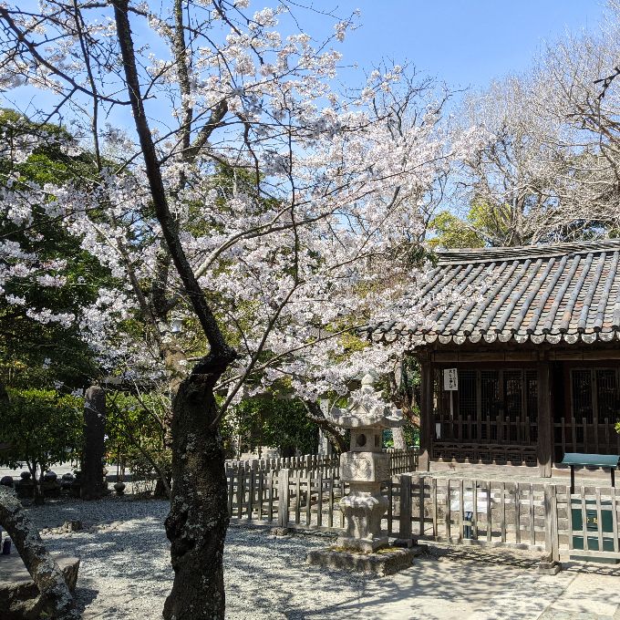 桜と鎌倉大仏
