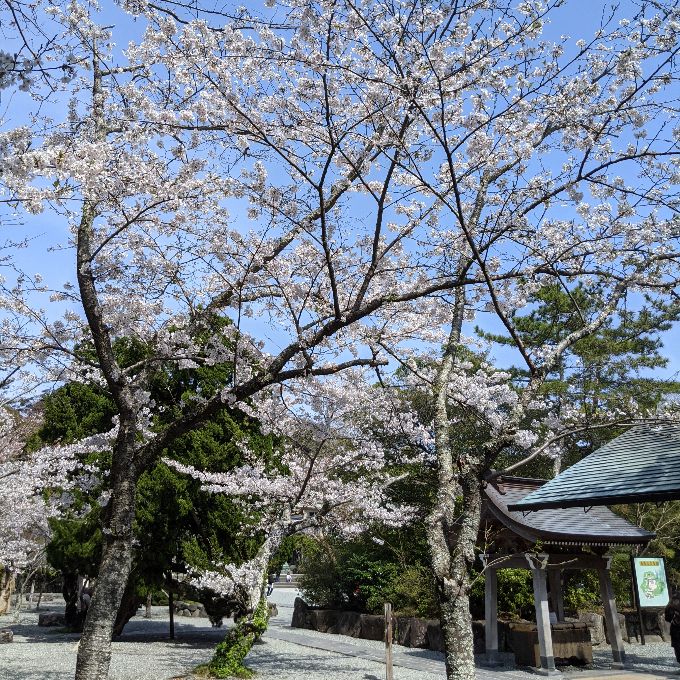 満開の桜と鎌倉大仏