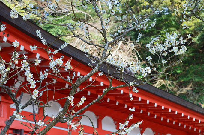 梅の名所、荏柄天神社の鳥居脇の梅