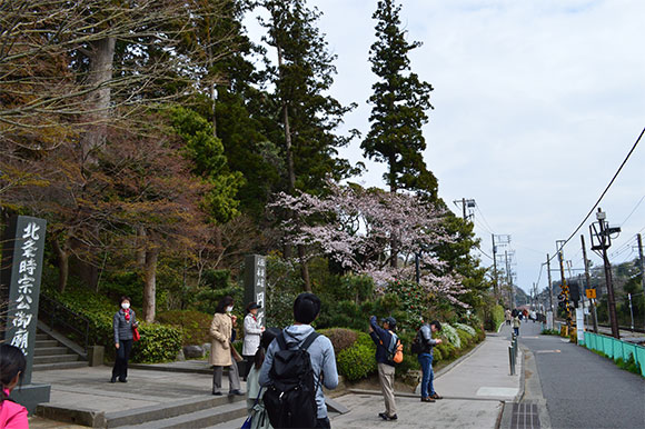 円覚寺 桜