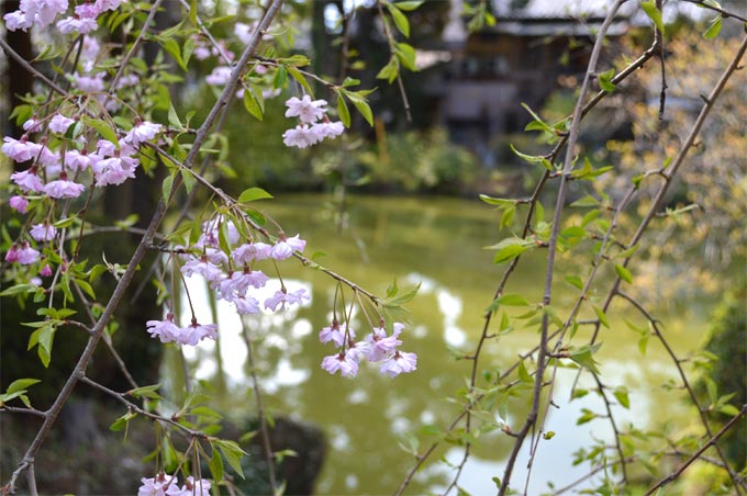 春の白鷺池