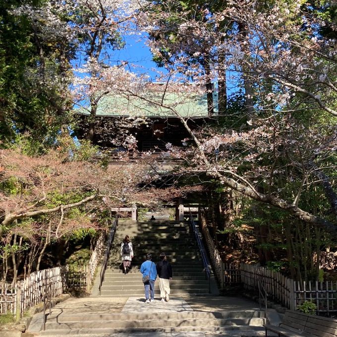 円覚寺と桜