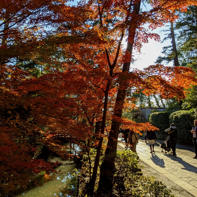 鶴岡八幡宮の鎌倉国宝館の紅葉 2021年