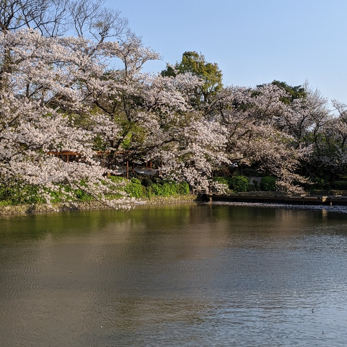 源氏池の桜