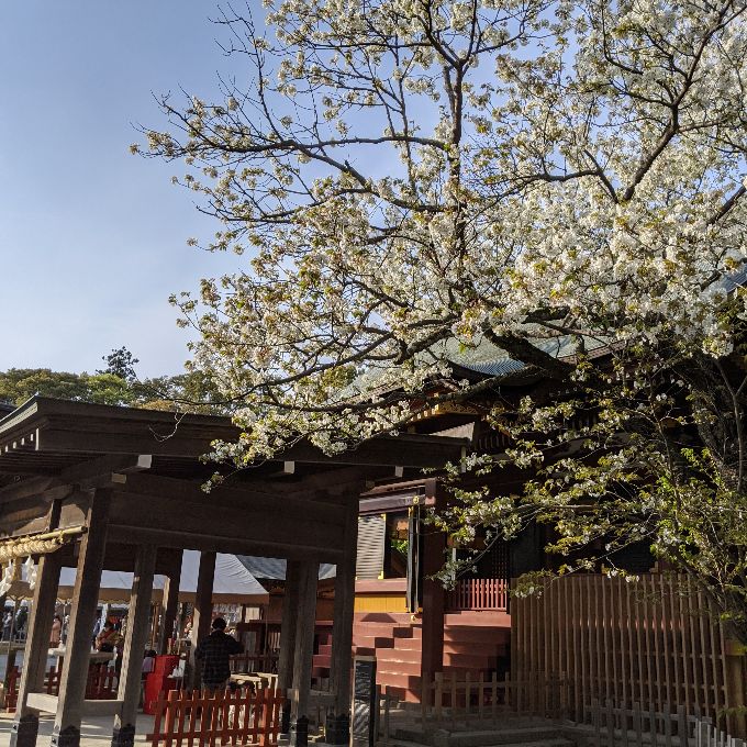 鶴岡八幡宮若宮の桜