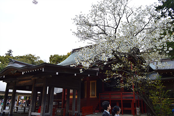 鶴岡八幡宮 桜
