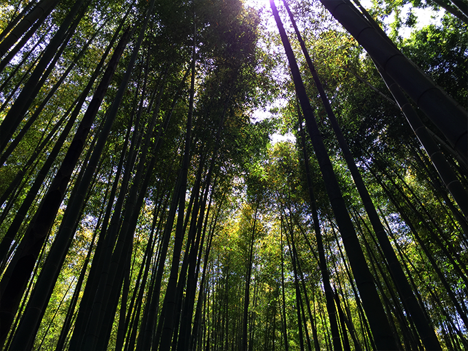 鎌倉 報国寺の竹林