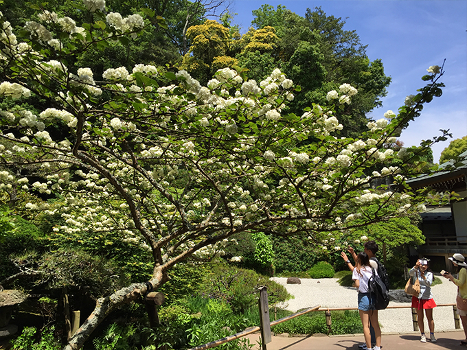 鎌倉 竹林 報国寺に咲くオオデマリ