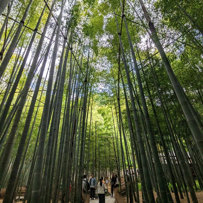 鎌倉 報国寺の竹林