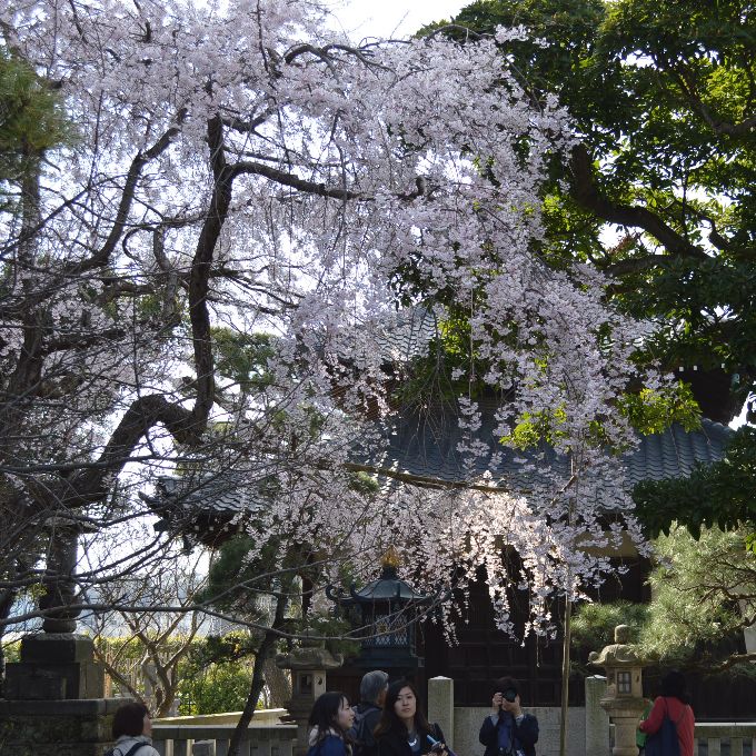 本覚寺の枝垂れ桜