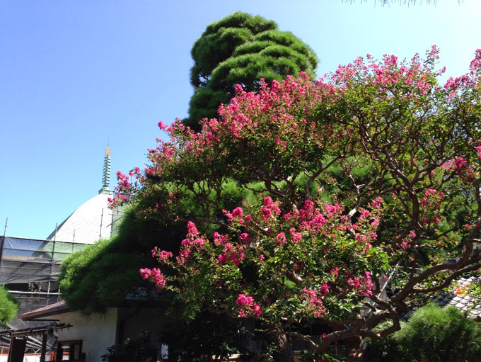 夏の本覚寺
