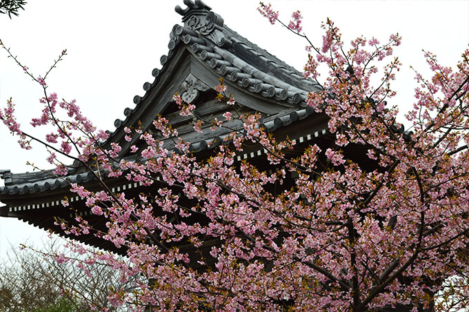本覚寺の梅
