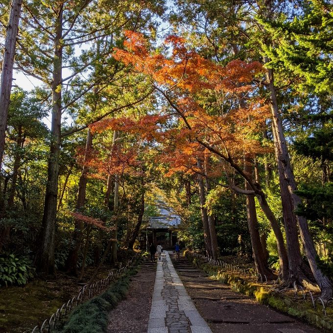 寿福寺 鎌倉随一の美しい紅葉の参道