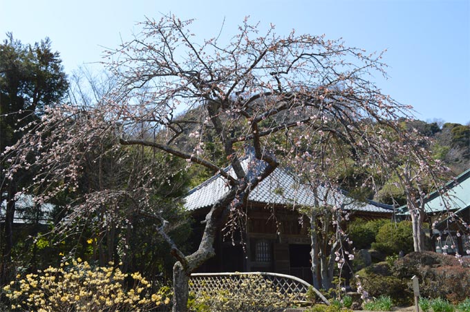 海蔵寺の枝垂れ梅