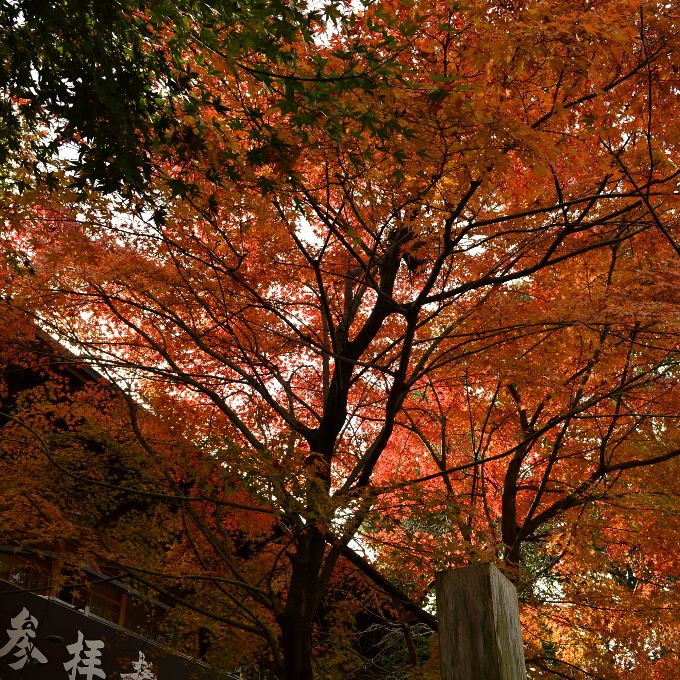 秋の紅葉と鎌倉宮