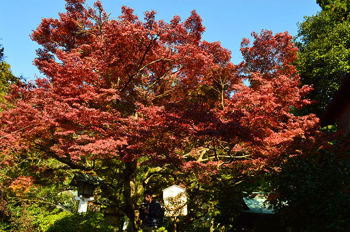 秋の紅葉と鎌倉宮
