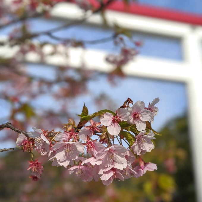 鎌倉宮の河津桜
