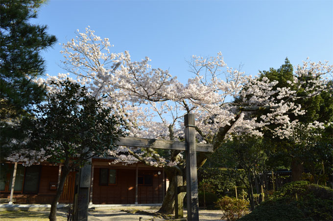 建長寺 同契院の桜
