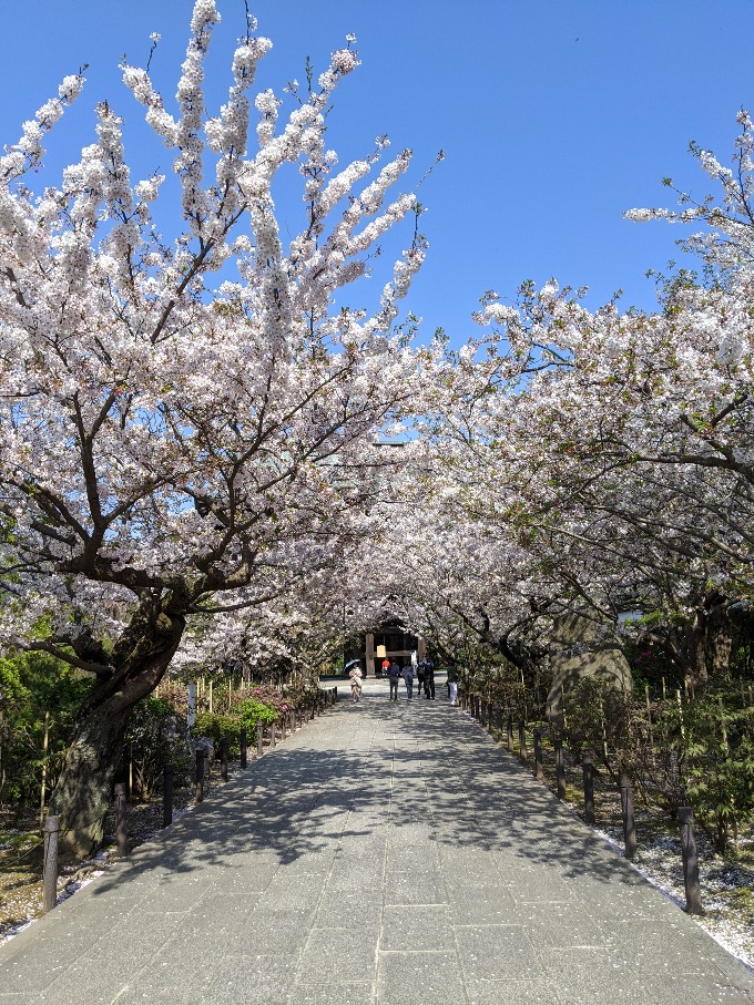 建長寺 三門の桜