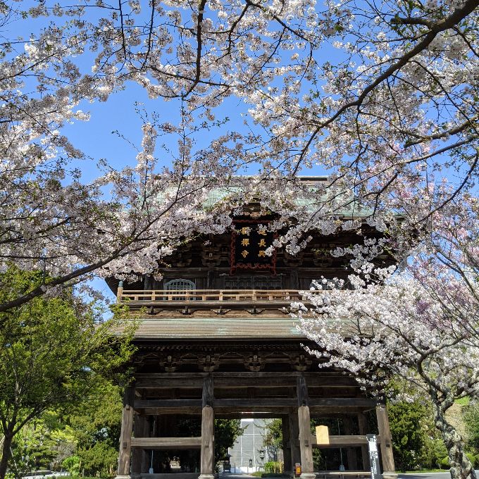 建長寺の三門と桜