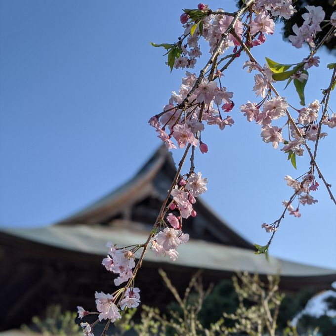 建長寺の伽藍と桜