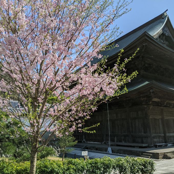 建長寺の伽藍と桜