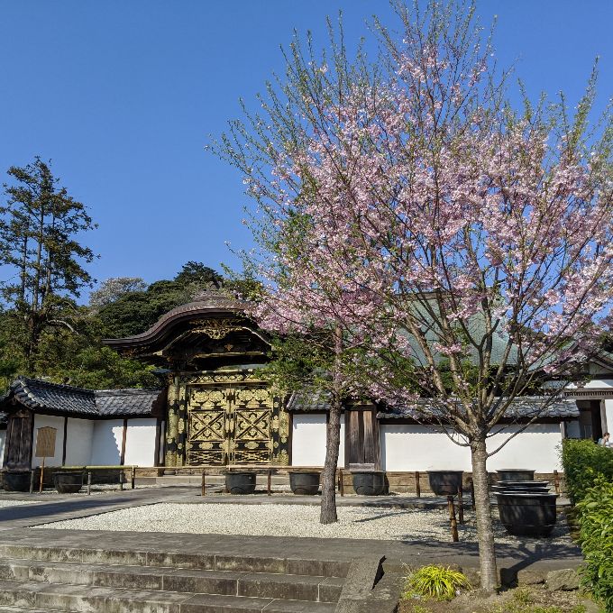 建長寺の勅使門と桜