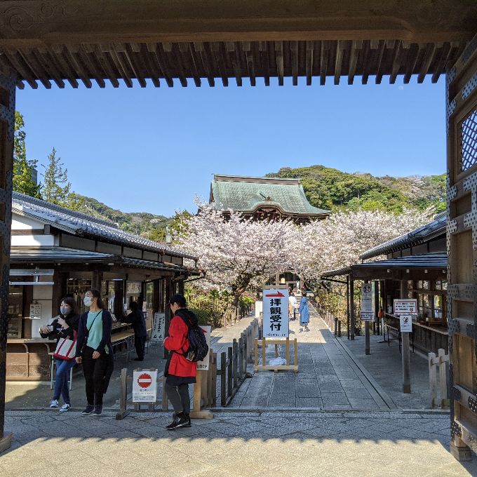 建長寺の総門と桜