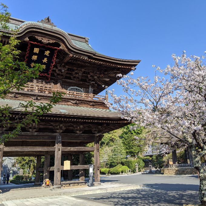 美しい建長寺の三門と桜