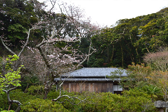 川喜多映画記念館の桜
