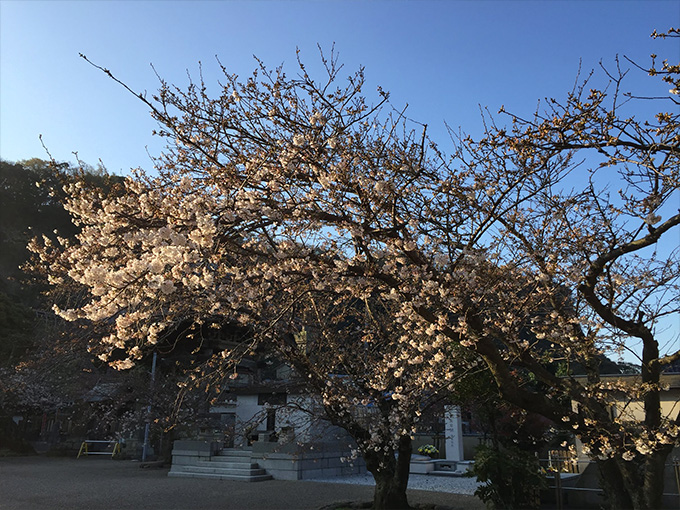 桜 光明寺