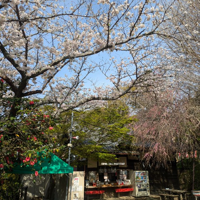葛原岡 桜