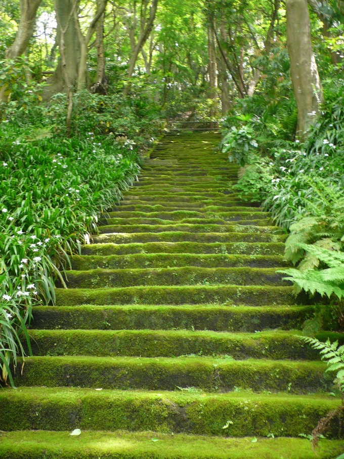 妙法寺の「苔の階段」
