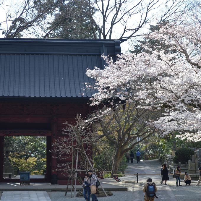 妙本寺の二天門脇の桜