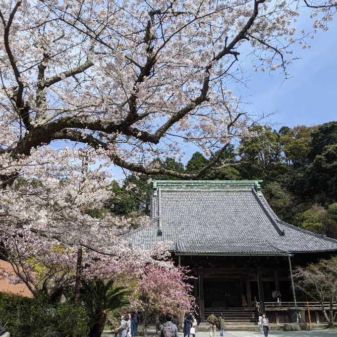 妙本寺。桜と海棠