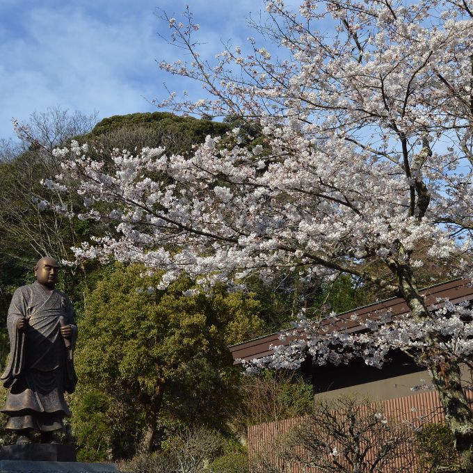 妙本寺の二天門脇の桜