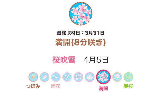 ウェザーニュースの神奈川の桜お花見情報