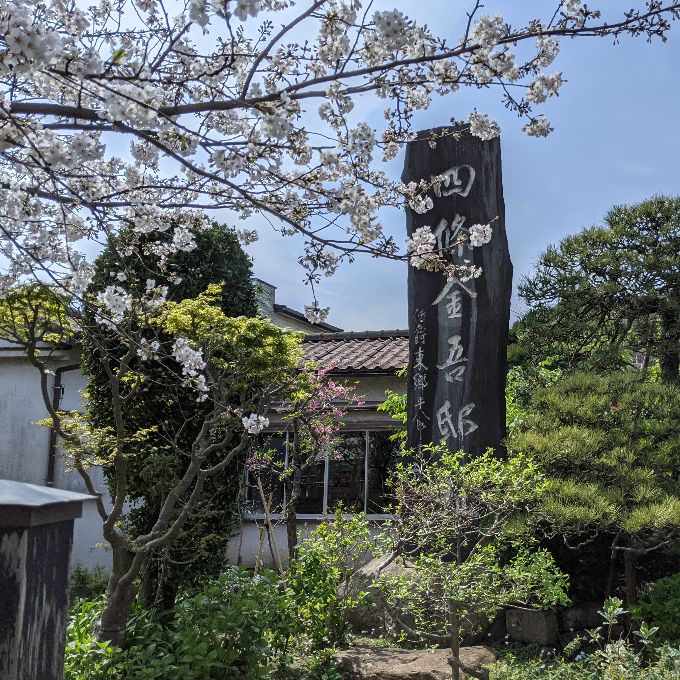 収玄寺の桜