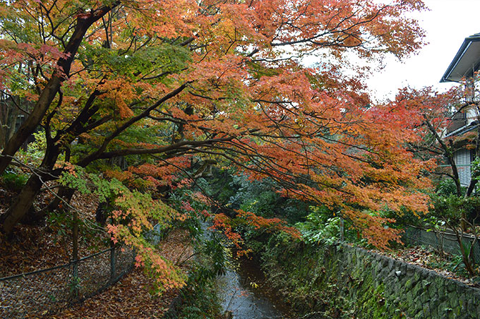 鎌倉獅子舞へのアクセス 二階堂川沿いの紅葉