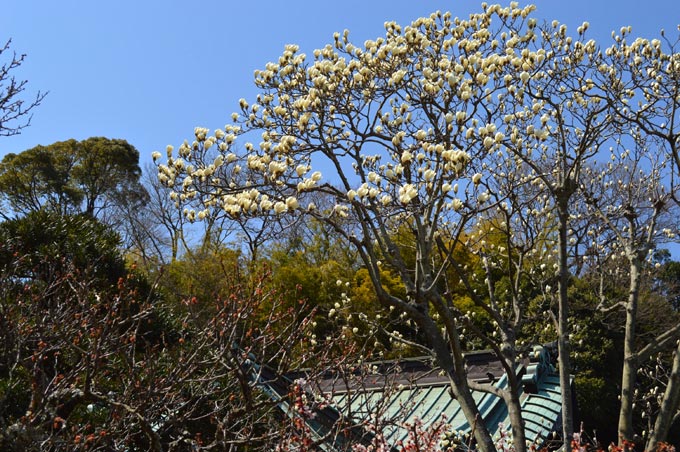 東慶寺の白木蓮